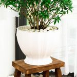 Chậu nhựa cứng trồng cây