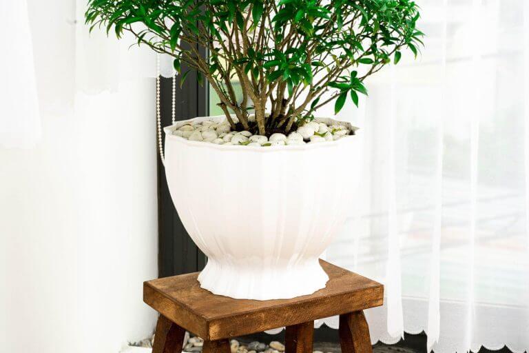 Chậu nhựa cứng trồng cây