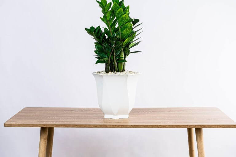 Bí quyết chọn Chậu hoa nhựa cao cấp cho văn phòng 17 chậu hoa nhựa cao cấp