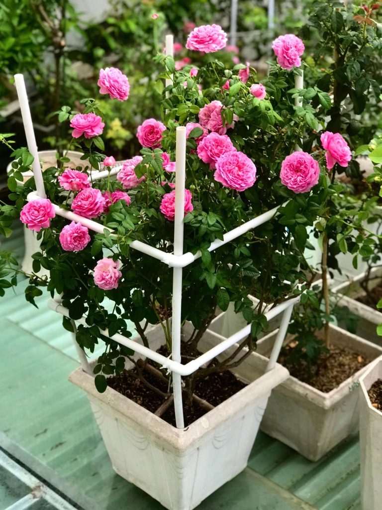 Những gợi ý khi chọn chậu nhựa trồng hoa hồng 19 6bbdf8cd 9612 446e be86 321999cd5372