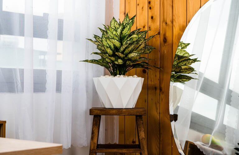 Hướng dẫn sử dụng chậu nhựa đen cứng: Trồng và chăm sóc cây đúng cách 9 2281a720e6ce3c9065df