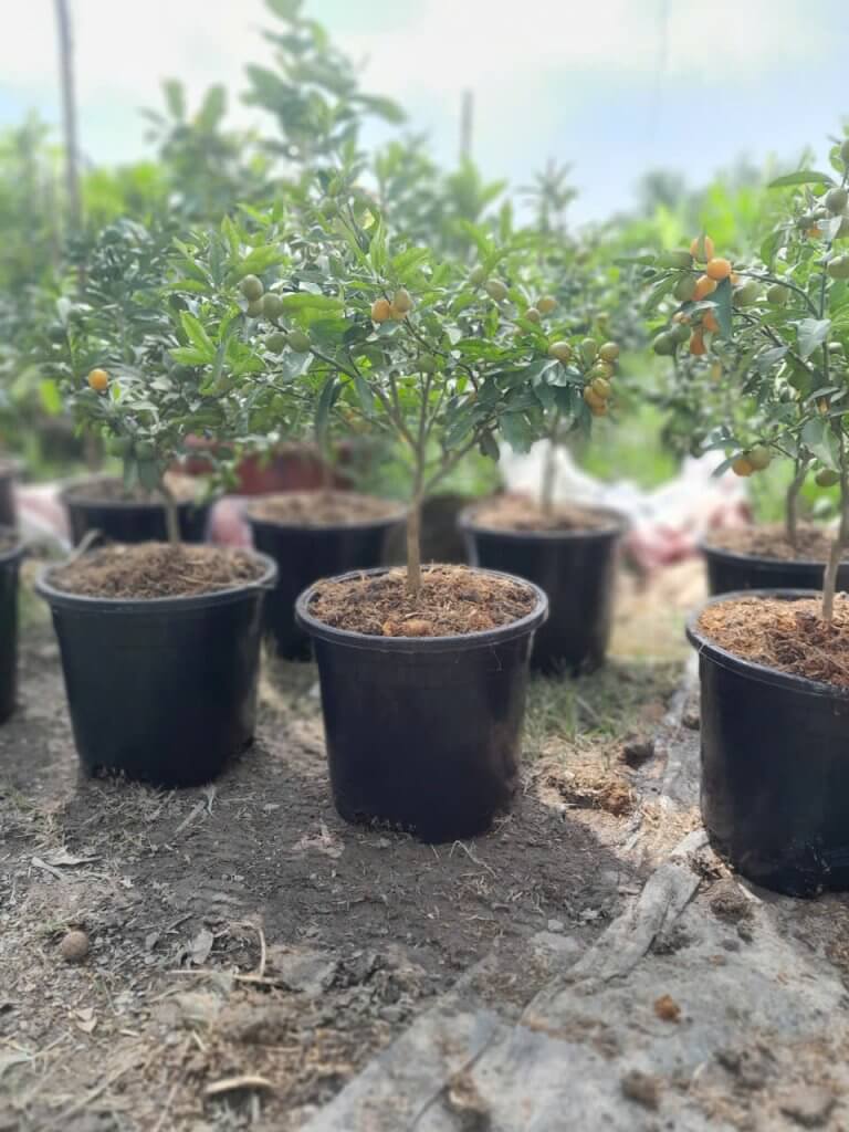 chậu nhựa đen giá sỉ