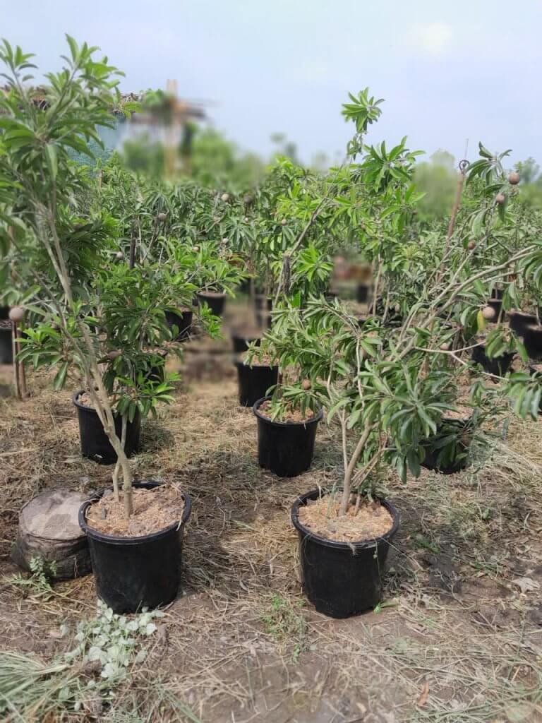 chậu nhựa đen cứng - Chậu Nhựa Á Đông