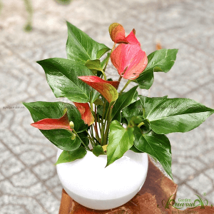 Cây Hồng Môn Thuỷ Canh