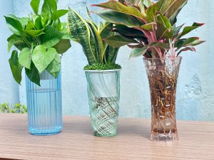 Chậu Trồng Cây Thủy Canh