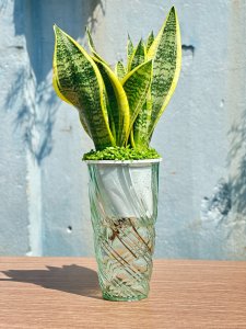 CHẬU NHỰA TRỒNG CÂY THUỶ CANH Á ĐÔNG