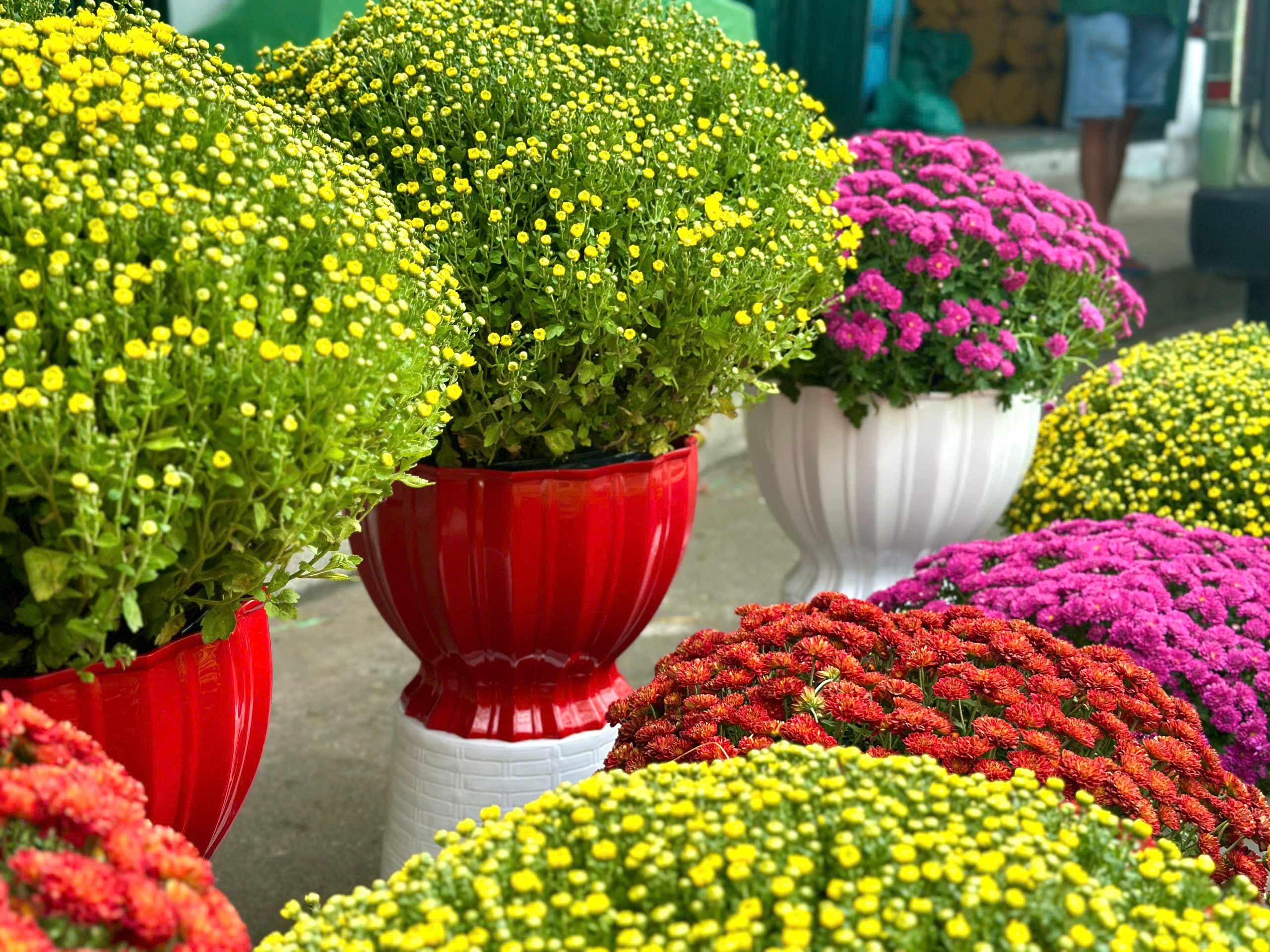 Những chậu hoa đẹp nên chọn trưng ngày Tết? 3