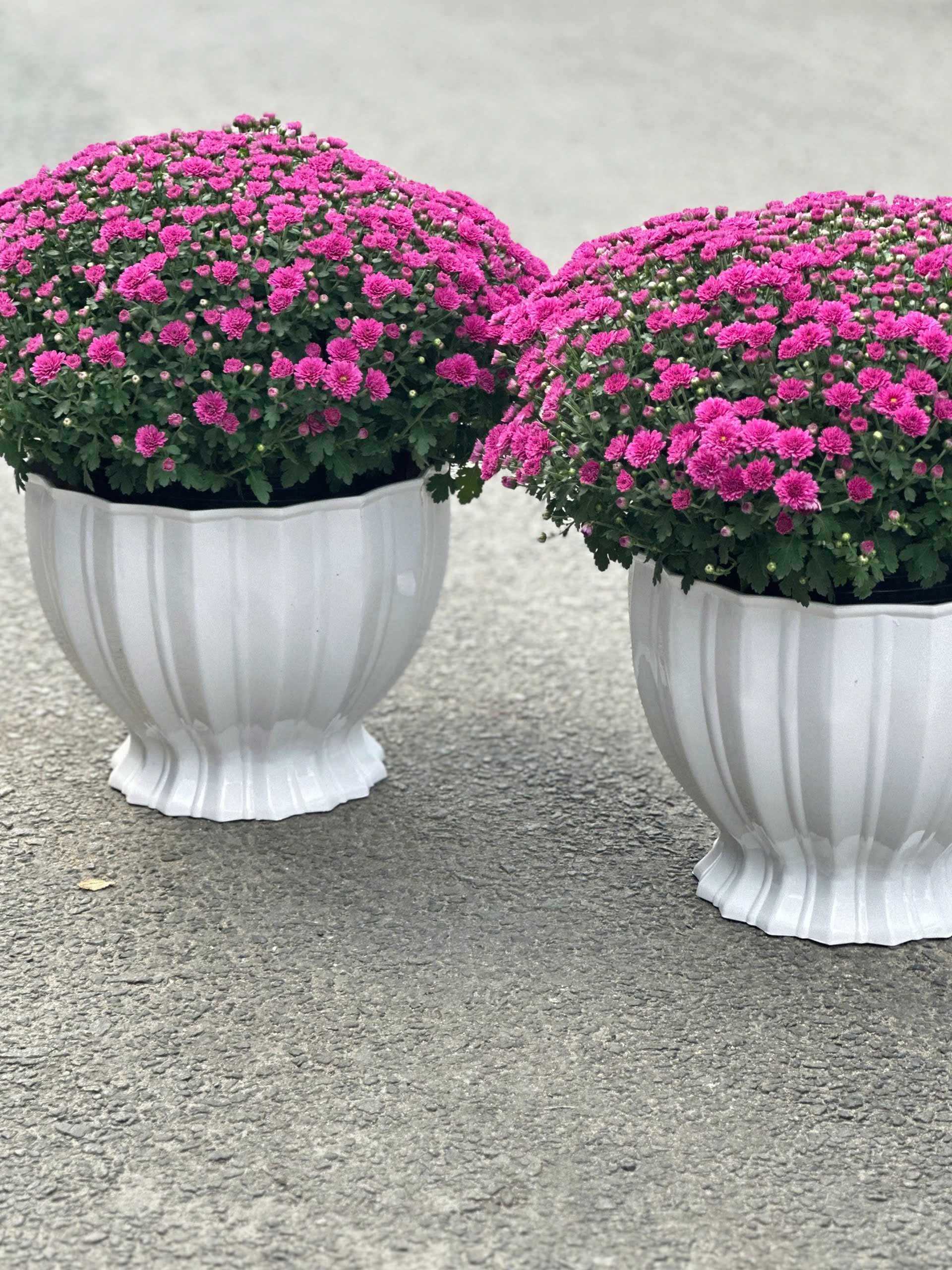 Những chậu hoa đẹp nên chọn trưng ngày Tết? 7
