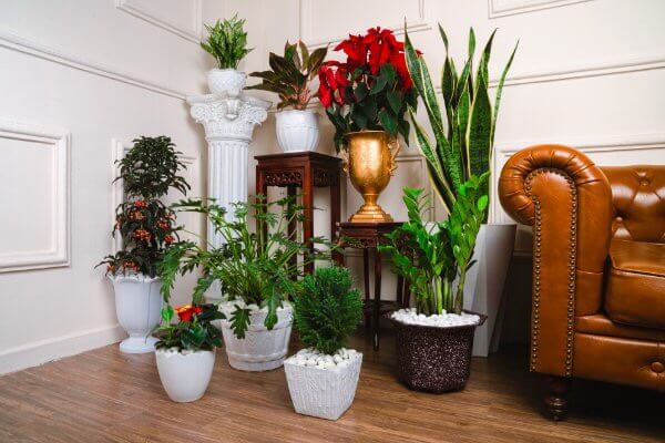 Chậu nhựa của Á Đông có những ưu điểm vượt trội gì? 10 Chậu nhựa Á Đông