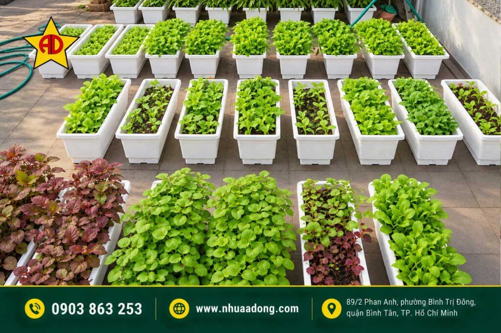 Mua rau hay tự trồng rau trong chậu tốt hơn? Đâu là lựa chọn phù hợp cho gia đình? 3 Mua rau hay tu trong rau trong chau tot hon Dau la lua chon phu hop cho gia dinh 3