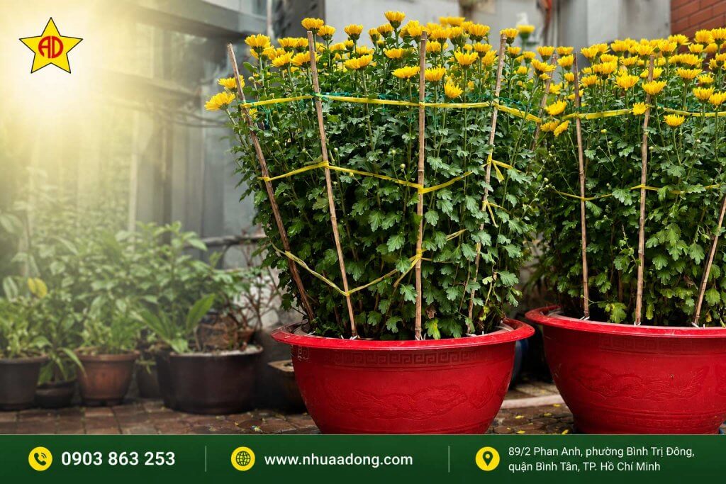 Nhà vườn nên chọn chậu dựa trên loại cây trồng