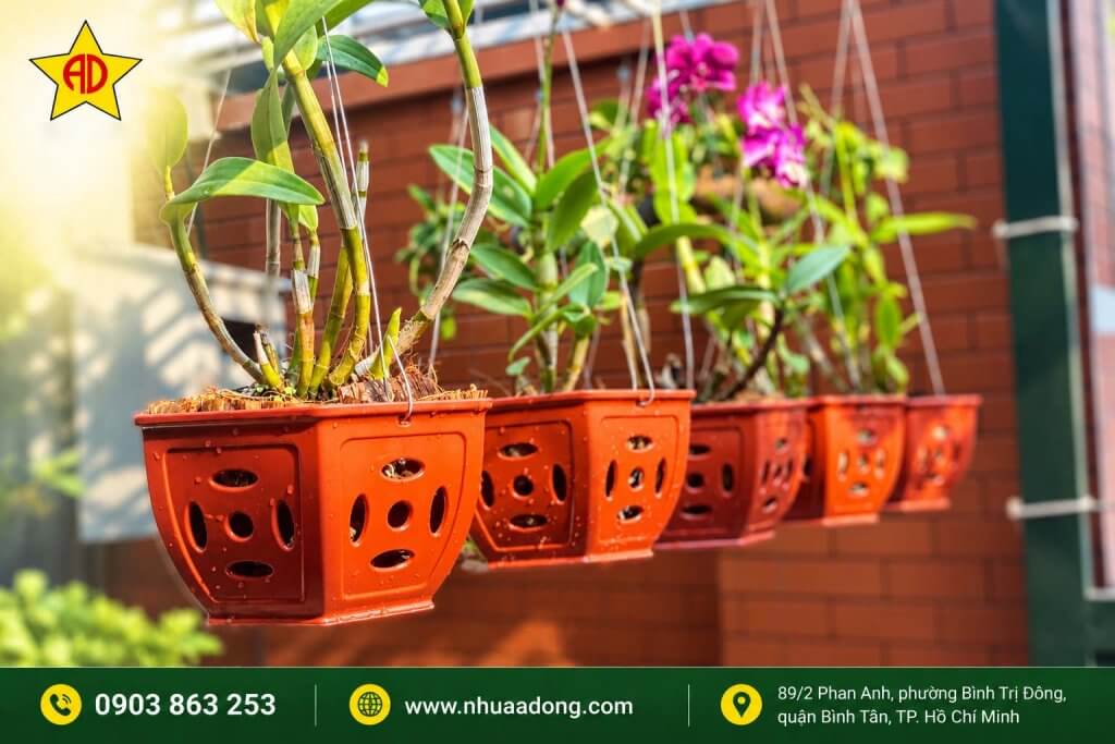 Ưu tiên chậu có khả năng thoát nước tốt