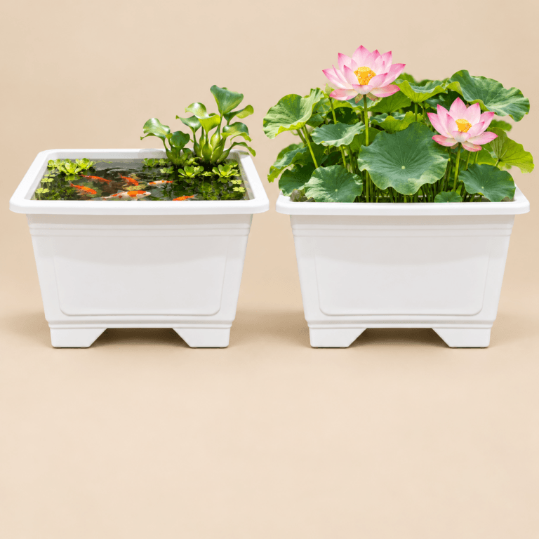 Có nhiều mẫu chậu nhựa để nuôi cá cảnh và trồng sen 3 ca va sen