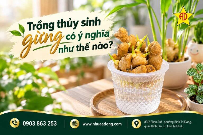 Trồng thủy sinh gừng có ý nghĩa như thế nào?