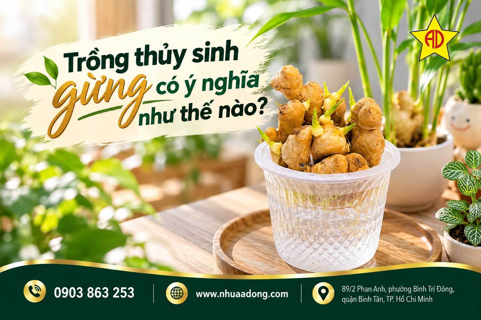 Trồng thủy sinh gừng có ý nghĩa như thế nào?