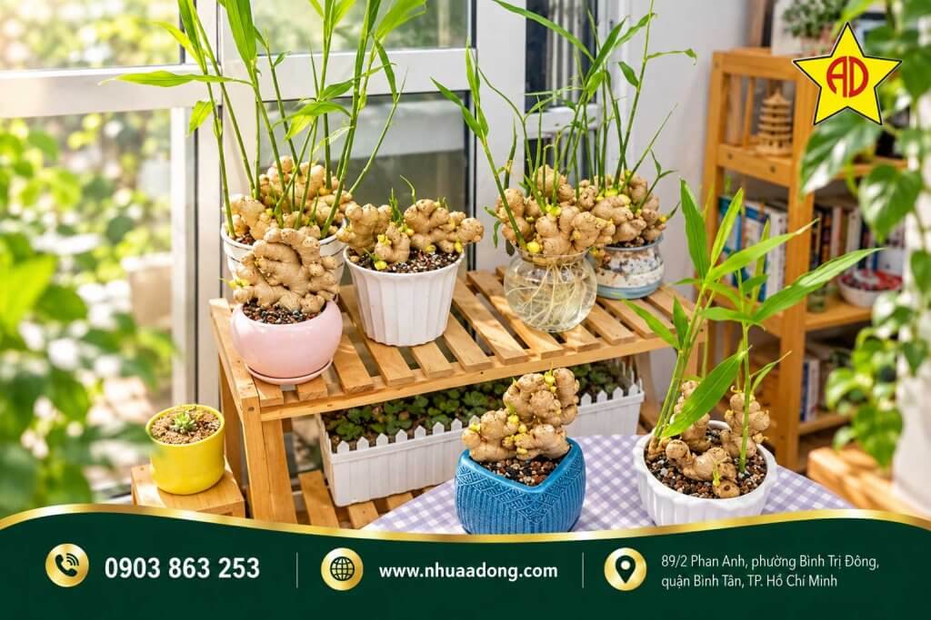 Chậu nhựa để trồng gừng thủy sinh Chậu nhựa để trồng gừng thủy sinh